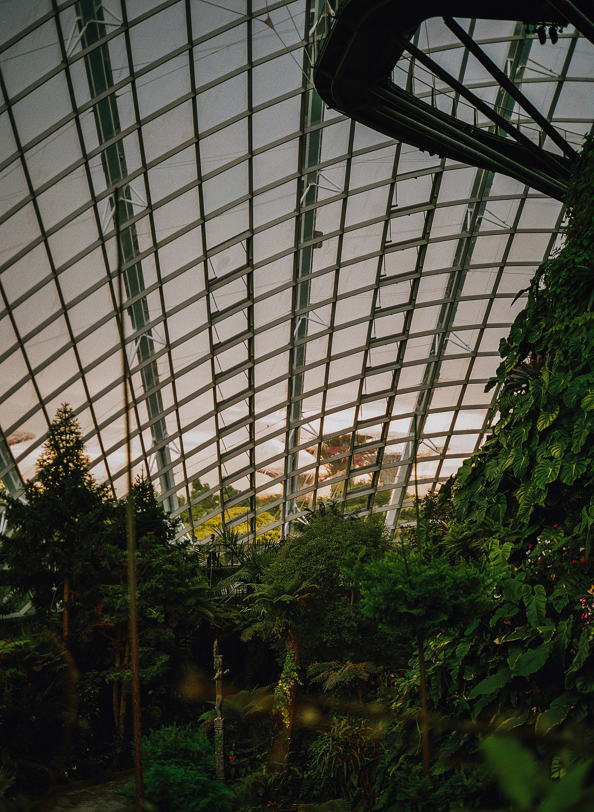 A photograph from inside of a large-scale terrarium project with a grid-like curving roof